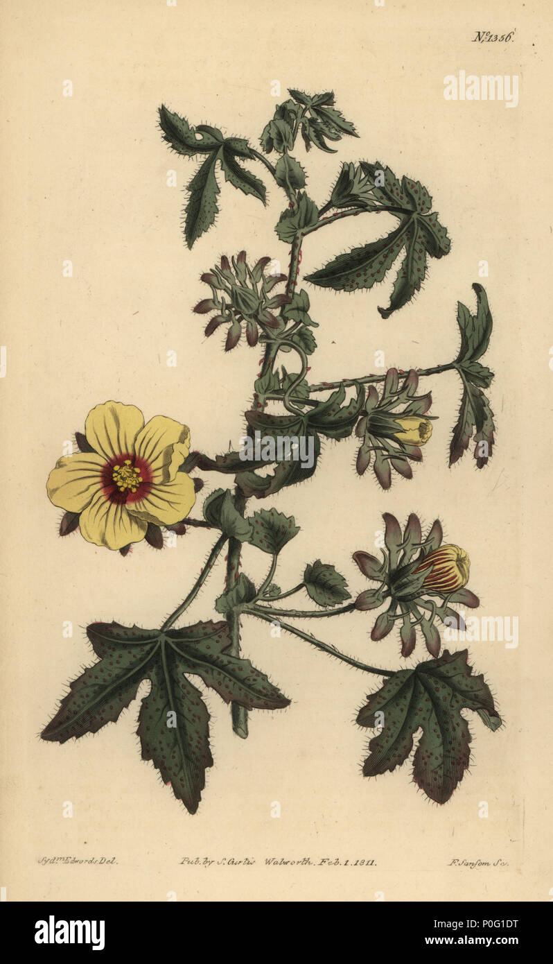 Tiges épineuses, Hibiscus hibiscus surattensis. La gravure sur cuivre coloriée par F. Sansom après une illustration par Sydenham Edwards de William Curtis' le Botanical Magazine, Londres, 1811. Banque D'Images