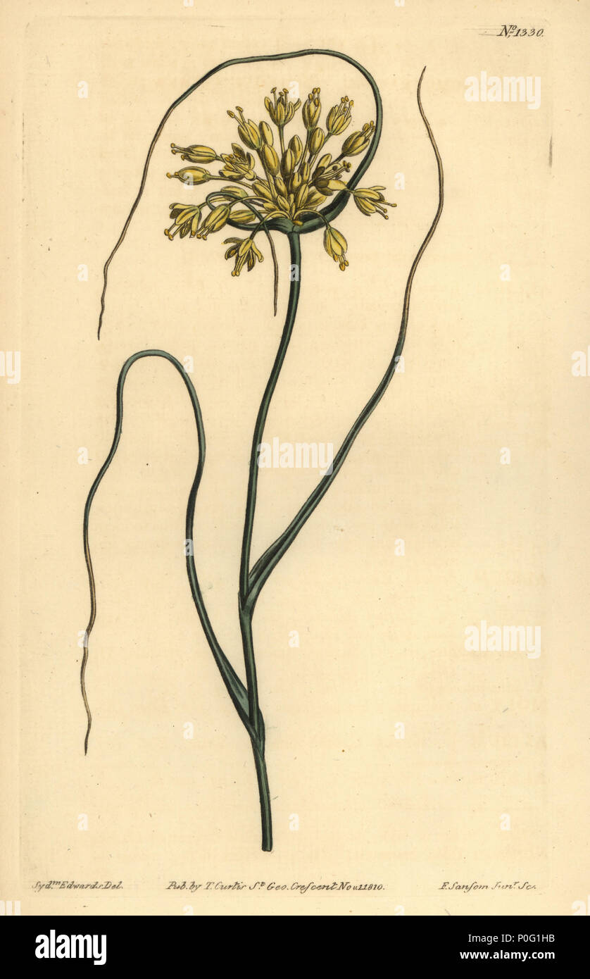 L'ail, Allium flavum jaune. La gravure sur cuivre coloriée par F. Sansom après une illustration par Sydenham Edwards de William Curtis' le Botanical Magazine, Londres, 1810. Banque D'Images