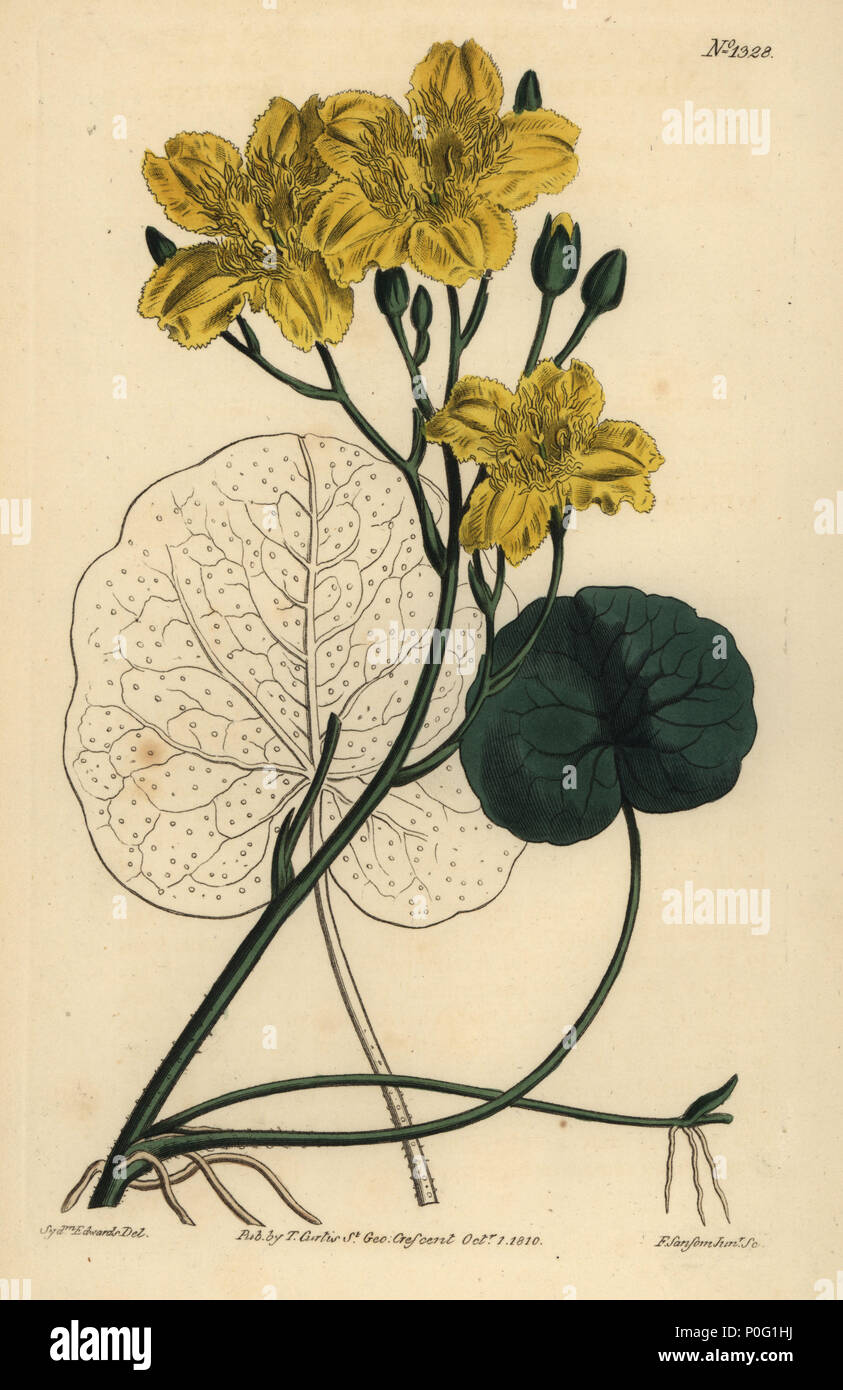 L'exécution de buck bean, Menyanthes sarmentosa. La gravure sur cuivre coloriée par F. Sansom après une illustration par Sydenham Edwards de William Curtis' le Botanical Magazine, Londres, 1810. Banque D'Images