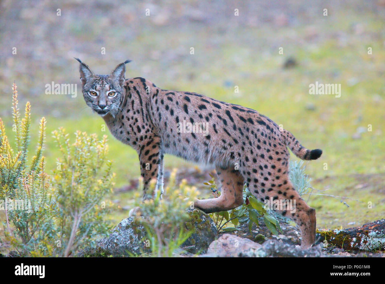 Le Lynx ibérique (Lynx pardinus), regarder, la Sierra Morena, Andalousie, espagne. Banque D'Images
