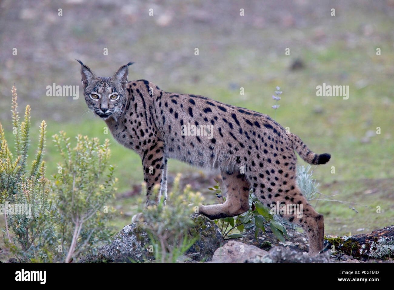 Le Lynx ibérique (Lynx pardinus), regarder, la Sierra Morena, Andalousie, espagne. Banque D'Images