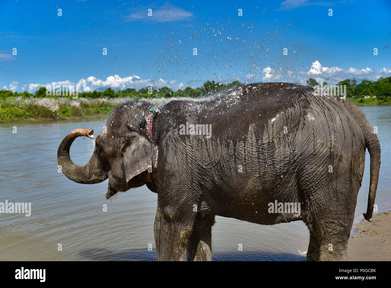 Bain d'éléphants dans la rivière, Temple Chiwan, Népal Banque D'Images