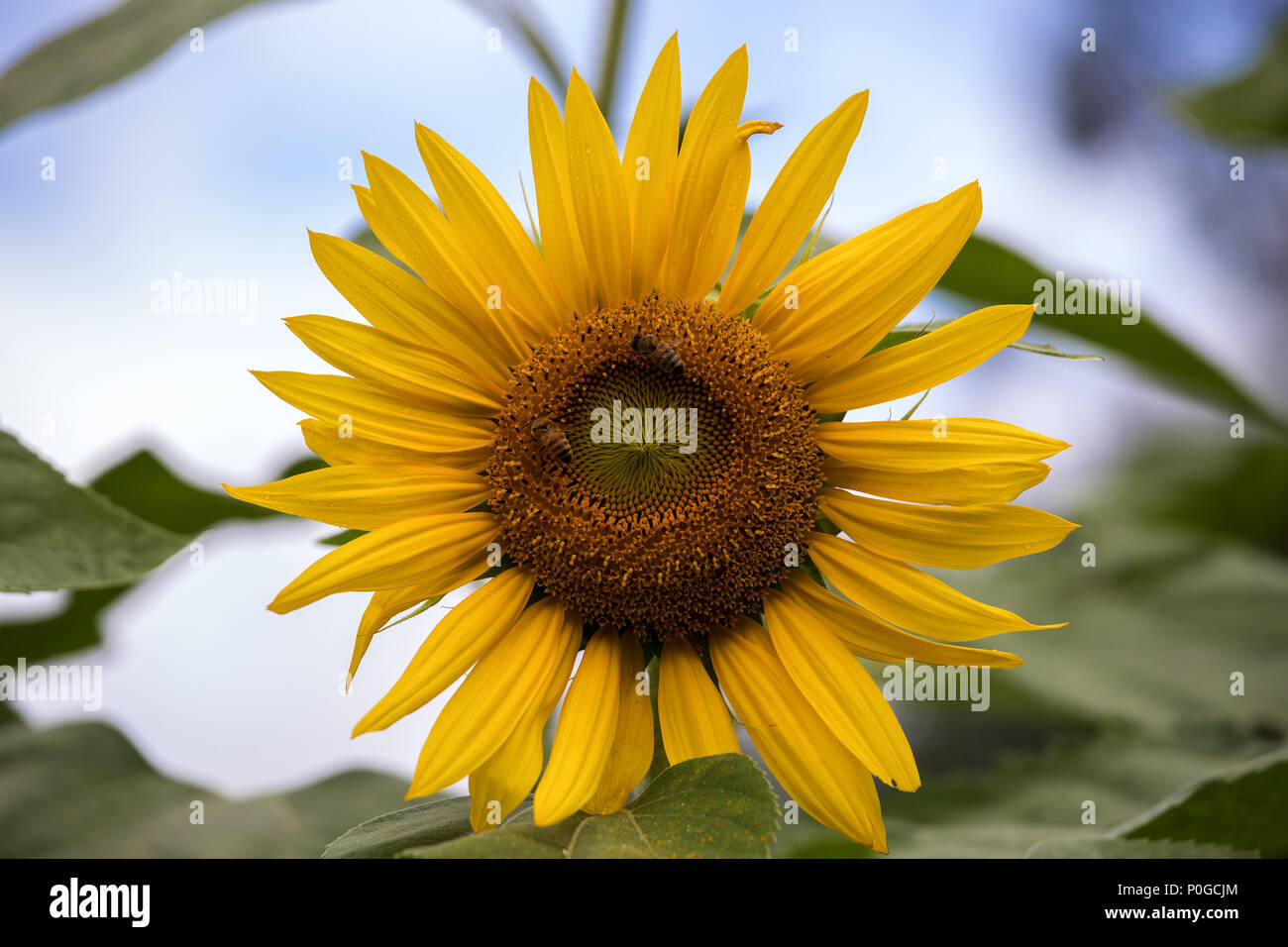 Fleur du soleil Banque D'Images
