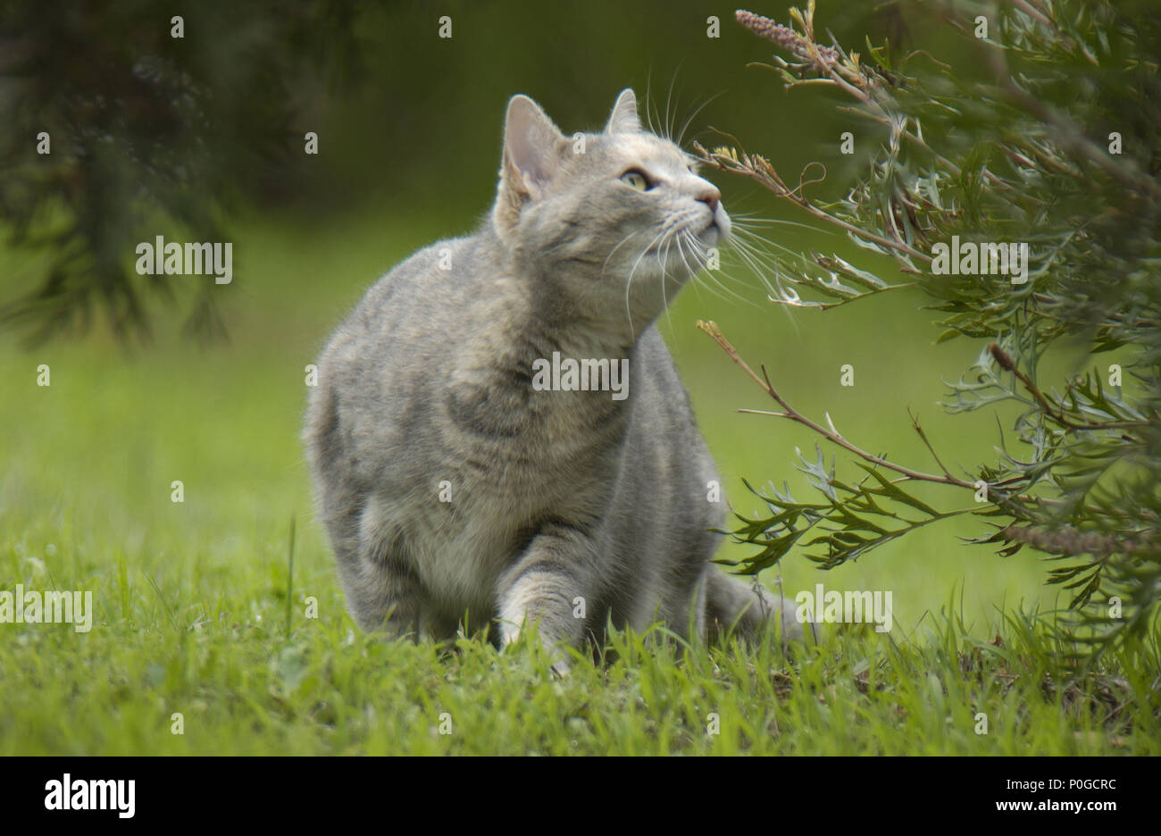 CHAT DOMESTIQUE ACCROUPI BAS PRÊT À POINCE SUR UN OISEAU DANS UN ARBRE, AUSTRALIE. Banque D'Images