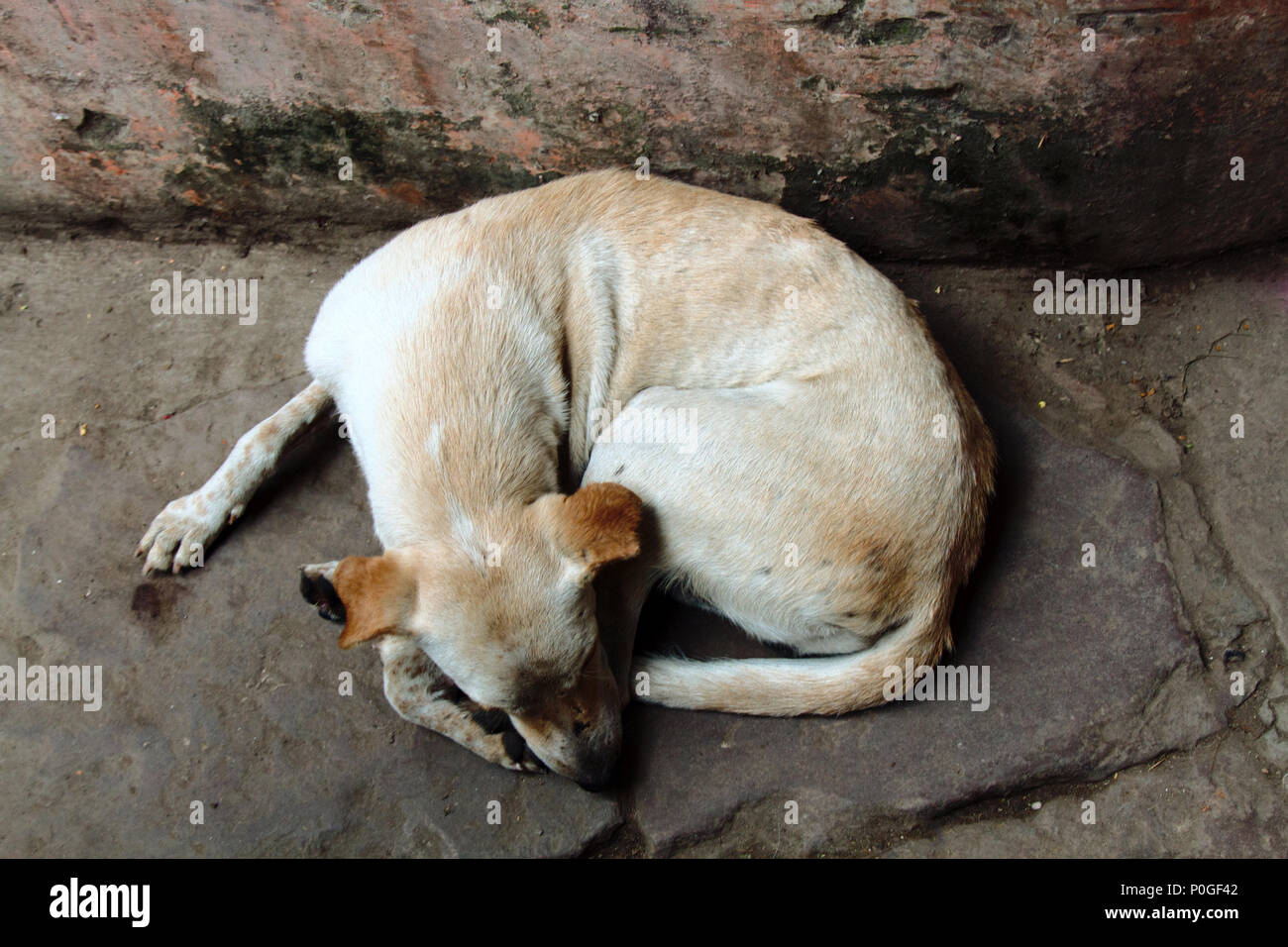 Les pauvres sans-abri skinny lorn chien sur rues de ville. Animaux domestiques sans un hôte de faim dormir sur street Banque D'Images