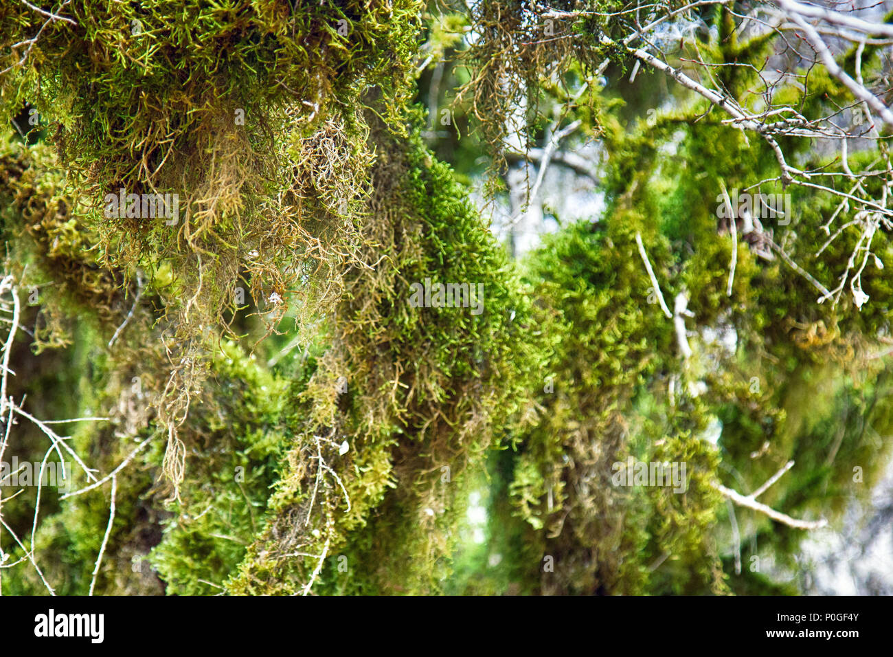 Célèbre le buis (Buxus colchica Colchis) evergreen subtropicale couverte Neckera moss, pré-relink légumes Europe glaciaire, vu Odysseus. Bois de Fer, pas Banque D'Images