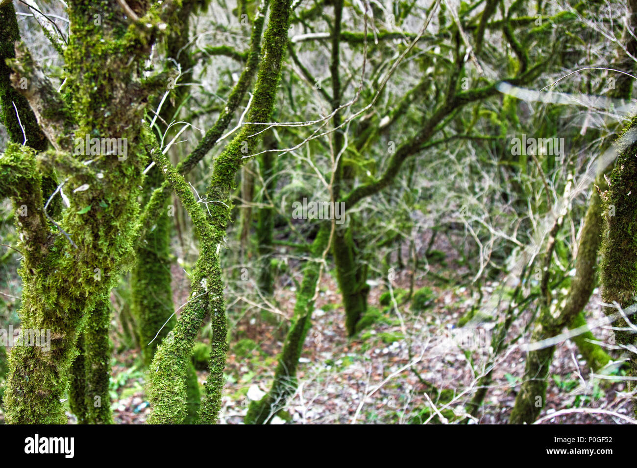 Célèbre le buis (Buxus colchica Colchis) evergreen subtropicale couverte Neckera moss, pré-relink légumes Europe glaciaire, vu Odysseus. Bois de Fer, pas Banque D'Images