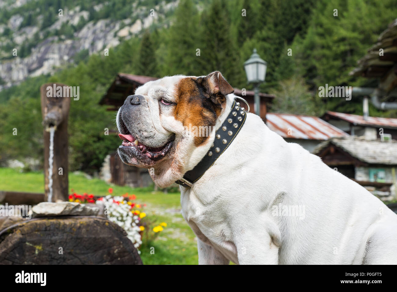 Bulldog Anglais blanc. Close up d'un bouledogue en montagne Banque D'Images