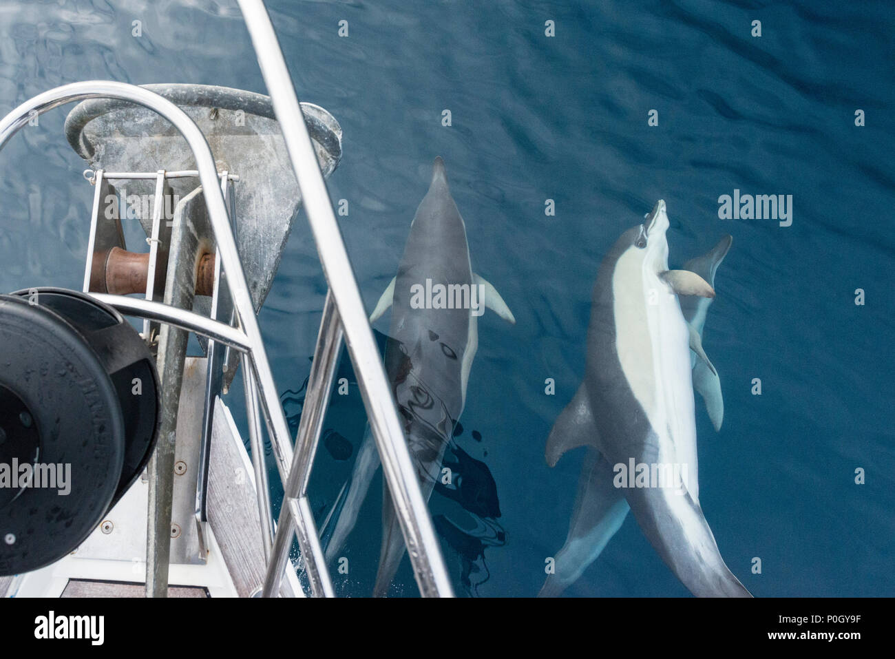 Les dauphins nageant à la proue d'un voilier naviguant dans l'océan Atlantique Nord, à proximité de la côte de l'Espagne. Banque D'Images