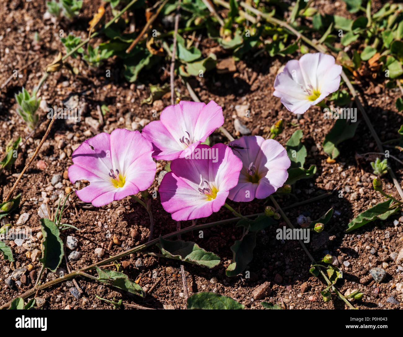 Gloire du matin ; le liseron des champs Convolvulus arvensis ; ; ; Convolvulacées en pleine floraison printanière ; centre du Colorado ranch Banque D'Images