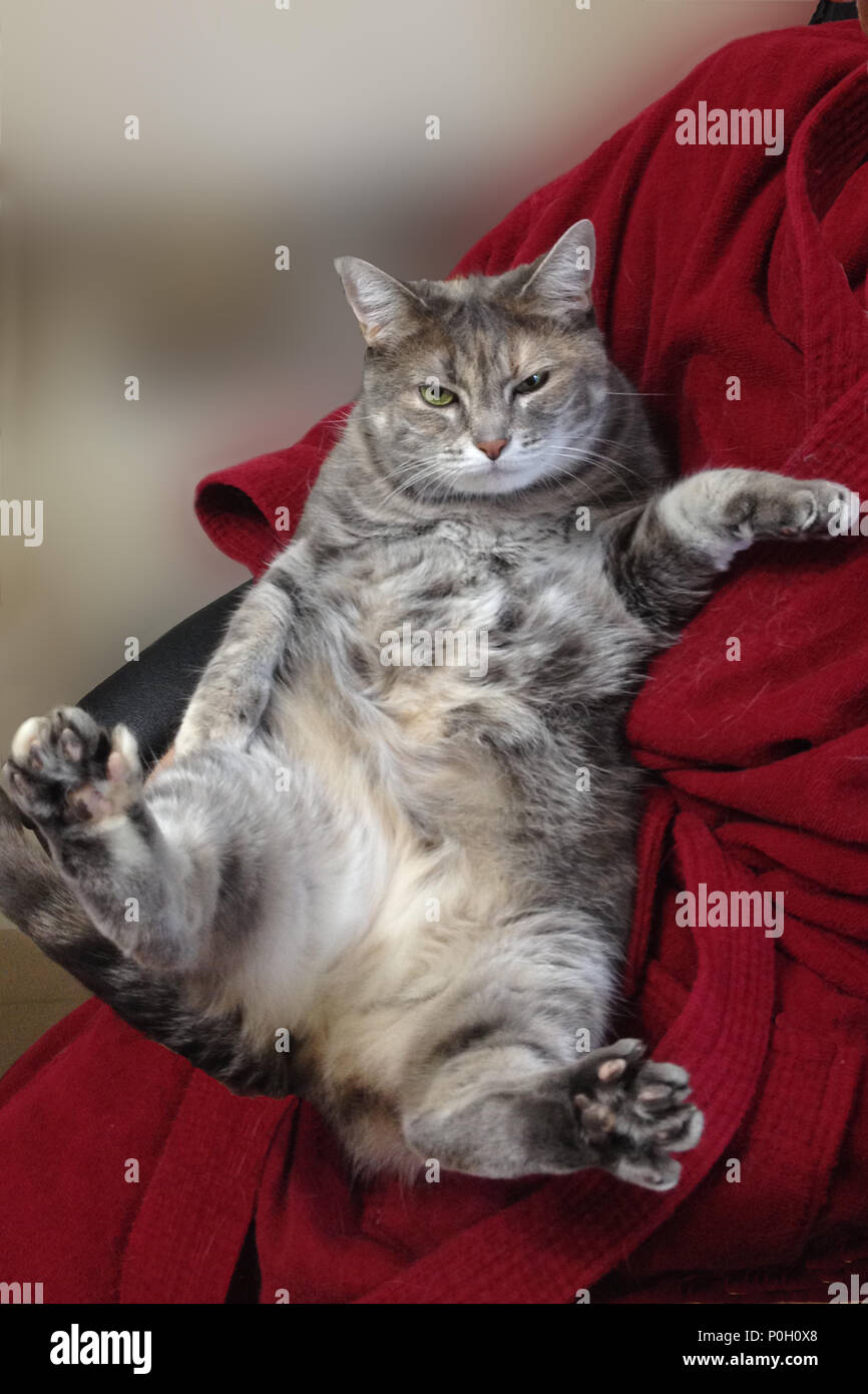 Un chat gris sur le dos tandis que l'appareil photo à l'origine tenu par son propriétaire Banque D'Images