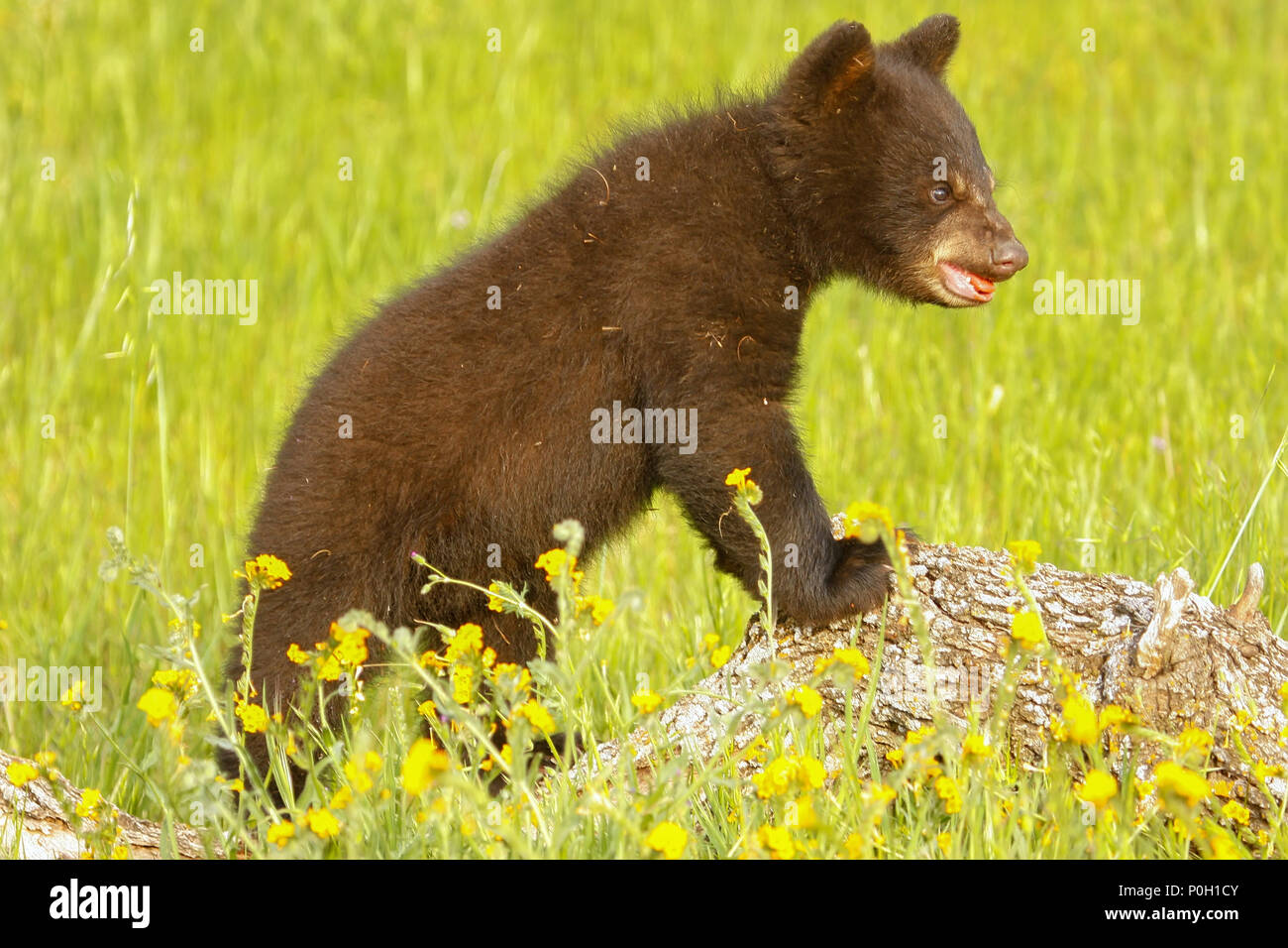 Bebe Ours Noir Ursus Americanus Debout Sur Un Rocher Photo Stock Alamy