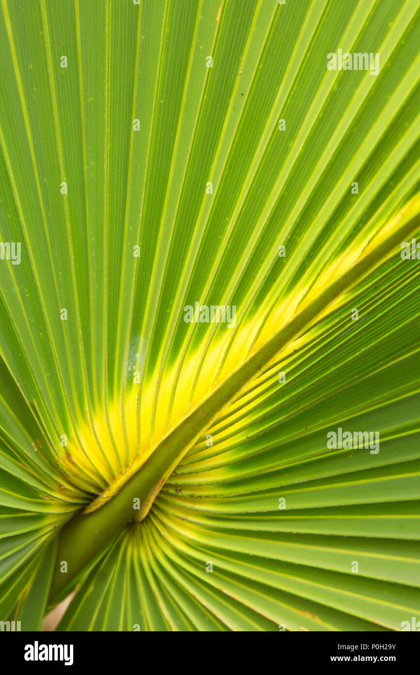 Le chou palmier, Okeeheelee County Park, comté de Palm Beach, en Floride Banque D'Images