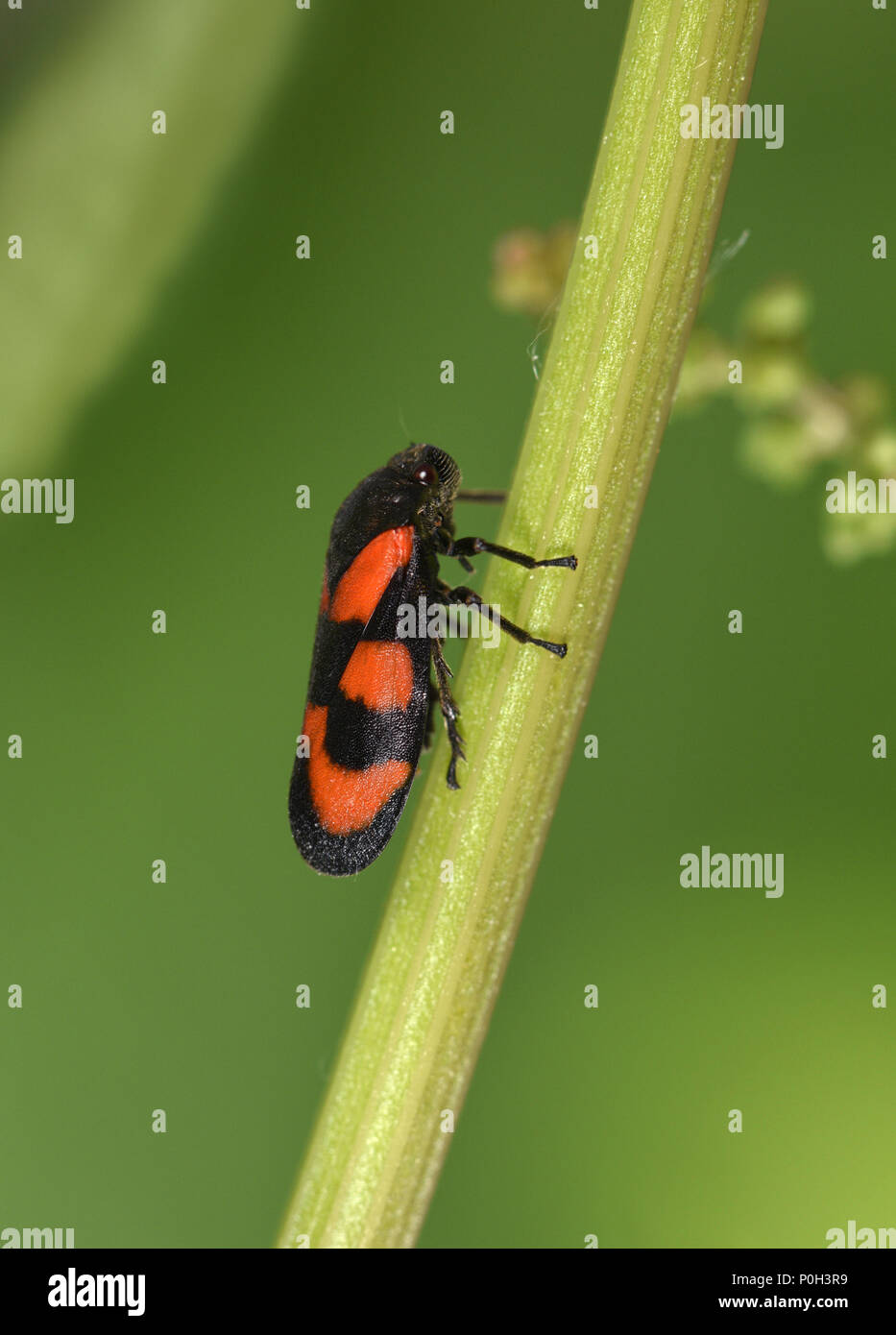 Black-et-rouge - Froghopper Cercopis vulnerata Banque D'Images