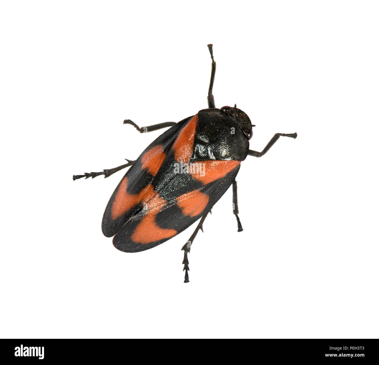 Black-et-rouge - Froghopper Cercopis vulnerata Banque D'Images