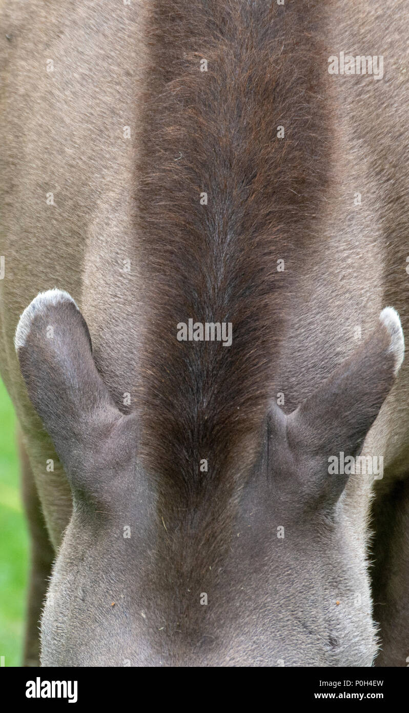 Le Tapir brésilien (Tapirus terrestris) les oreilles et la crinière Banque D'Images