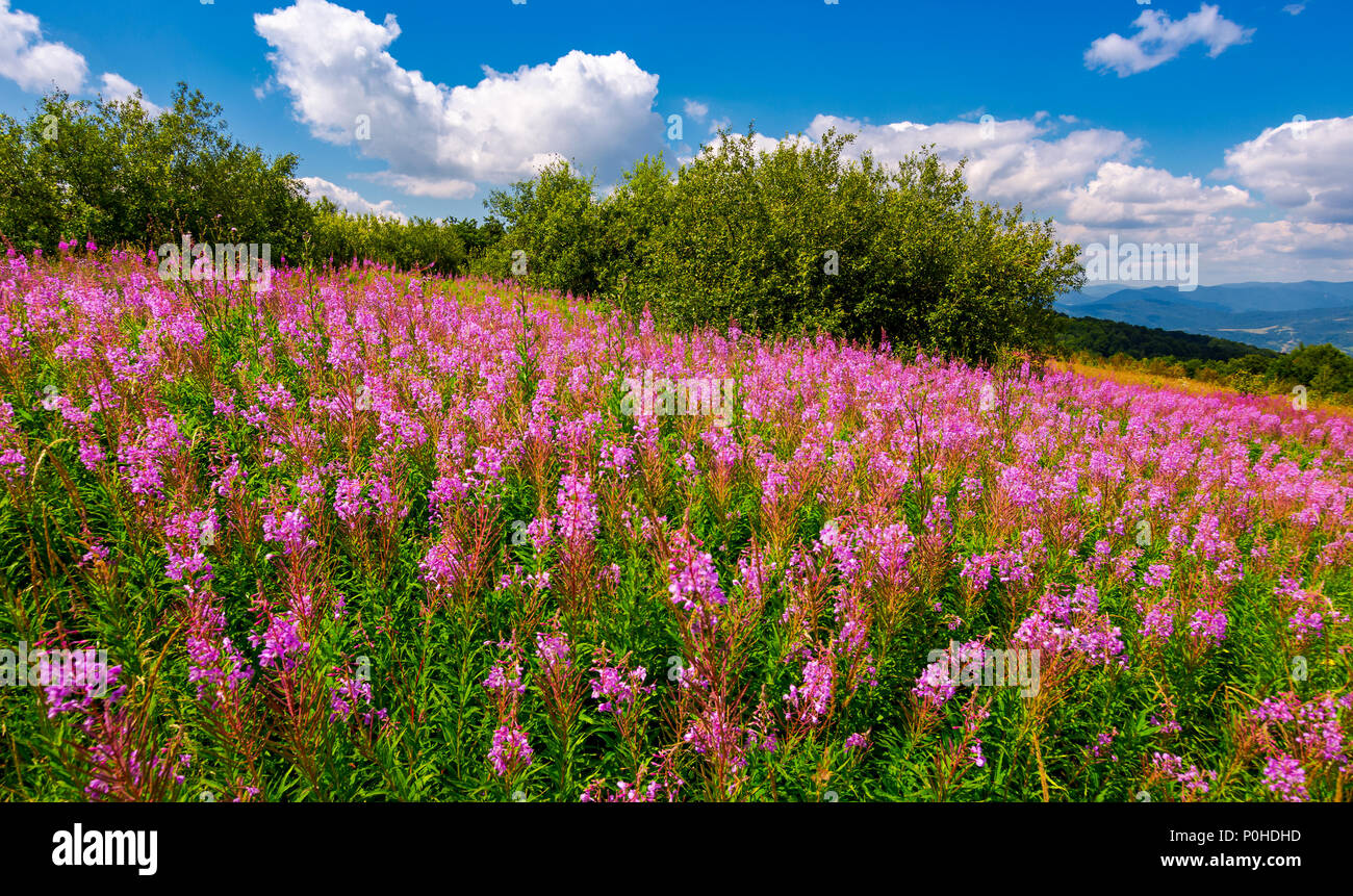 Mauvaises herbes incendie pré en montagnes. belles fleurs violettes sur colline. merveilleux temps estival avec ciel bleu et quelques nuages moelleux Banque D'Images