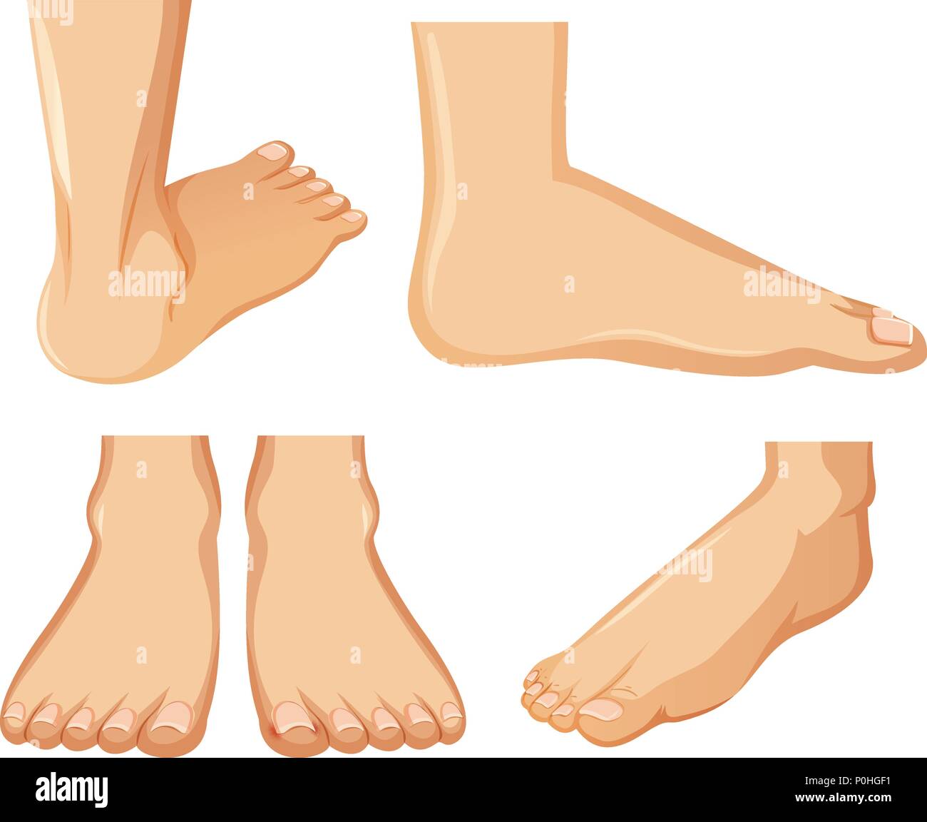 Anatomie du pied humain sur fond blanc illustration Illustration de Vecteur