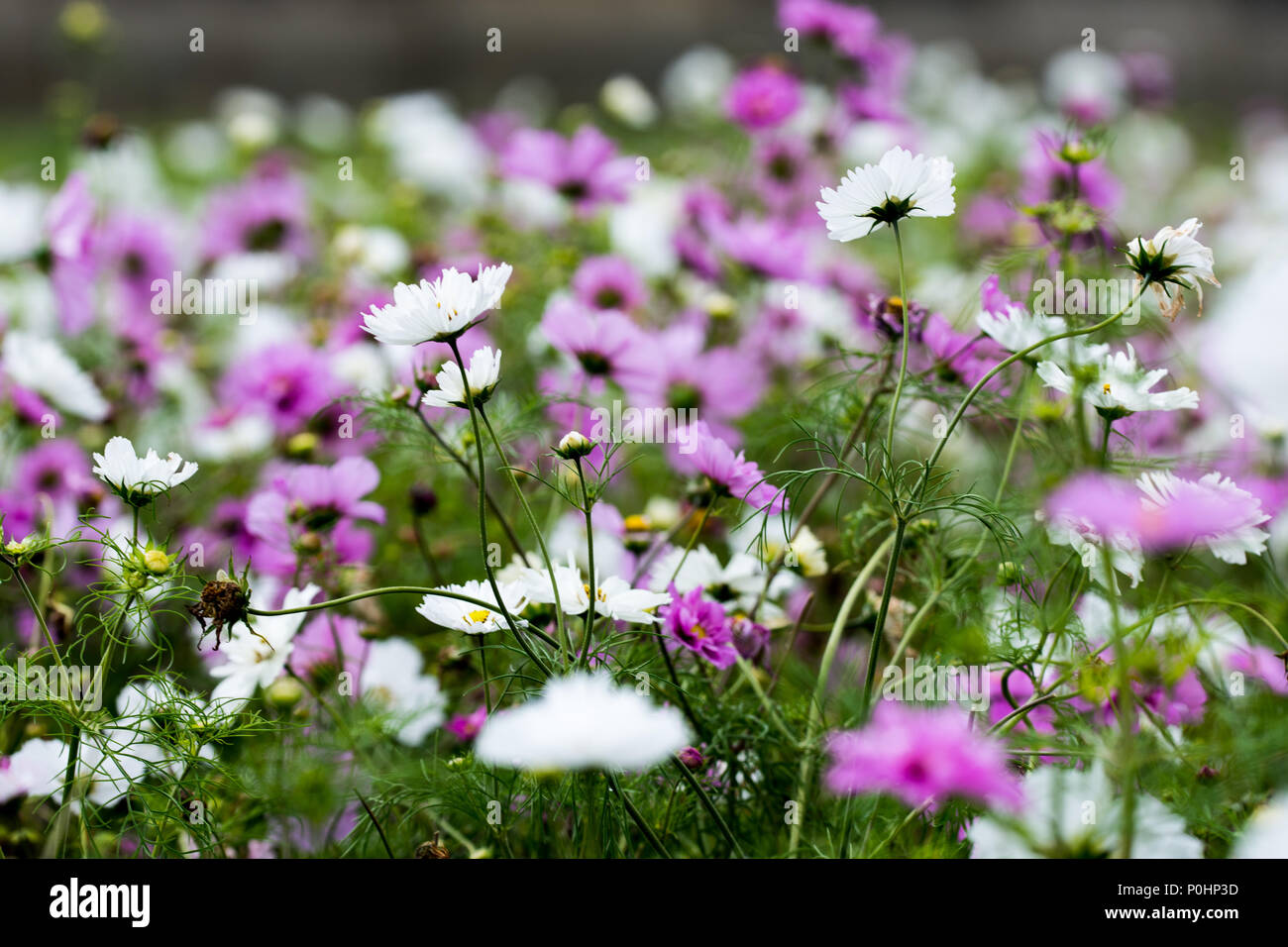 Chatsworth, UK. Jun 9, 2018. Fleur Cosmos boader Chatsworth RHS Flower Show, au Royaume-Uni. Credit : Athina Angleterre/Alamy Live News. Banque D'Images