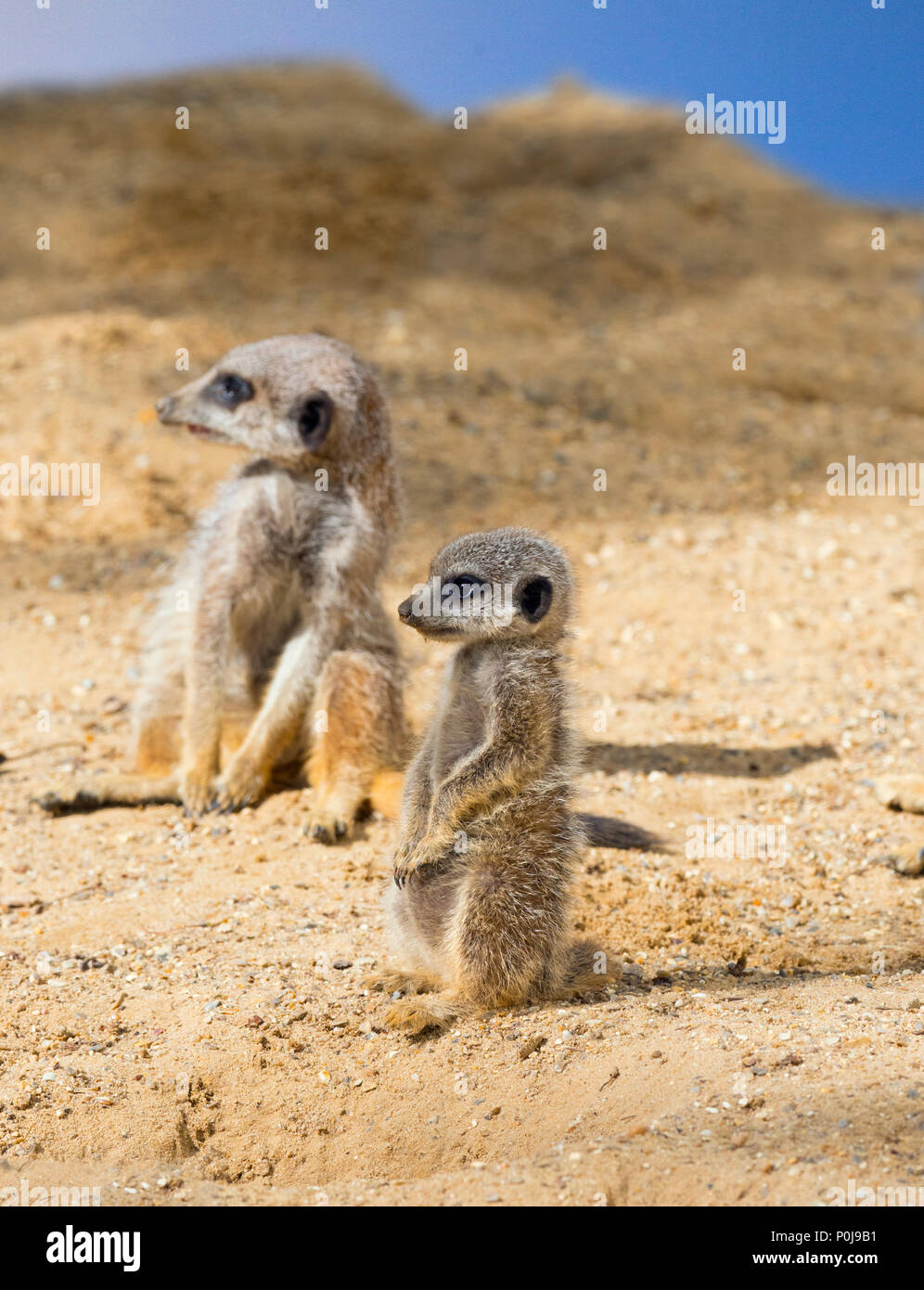 Les suricates Suricata suricatta queue et les jeunes adultes Banque D'Images