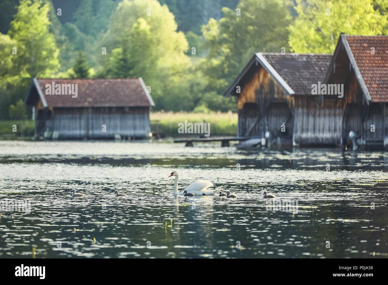 Swan mère nouveau-né avec cygnets sur le lac Kochelsee contre les hangars à bateaux - Bavière, Allemagne Banque D'Images