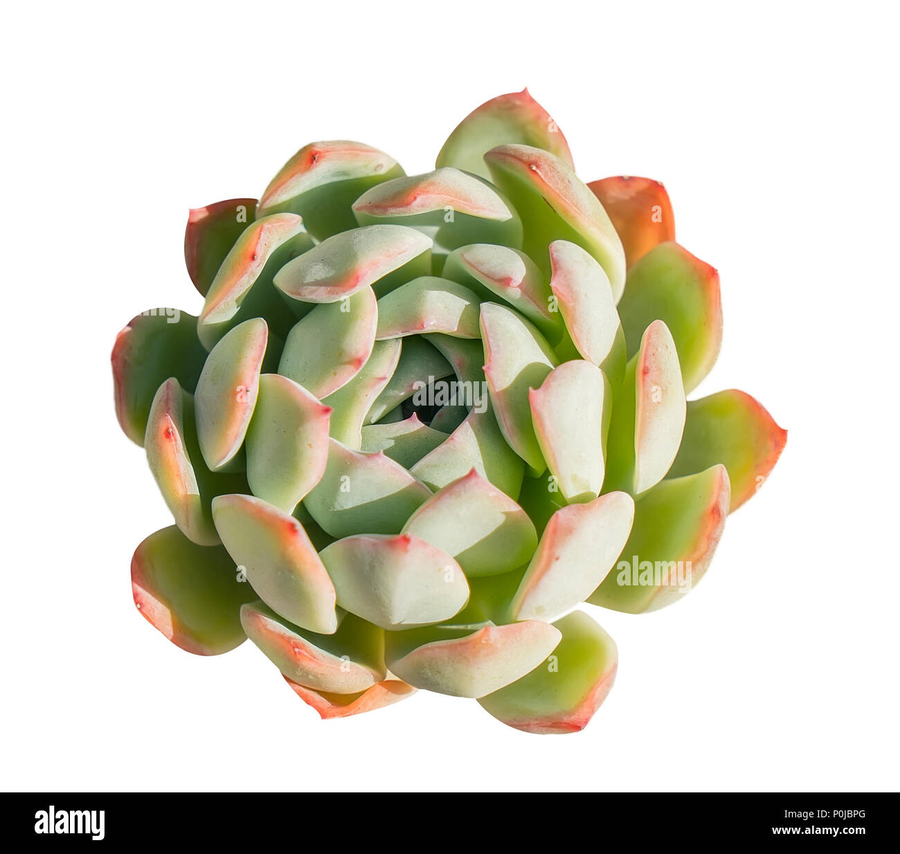 Cactus succulent plant isolated on white Banque D'Images