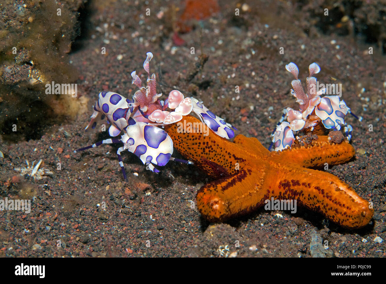 Deux crevettes arlequins (Hymenocera elegans) se nourrissant de starfish, Bali, Indonésie Banque D'Images