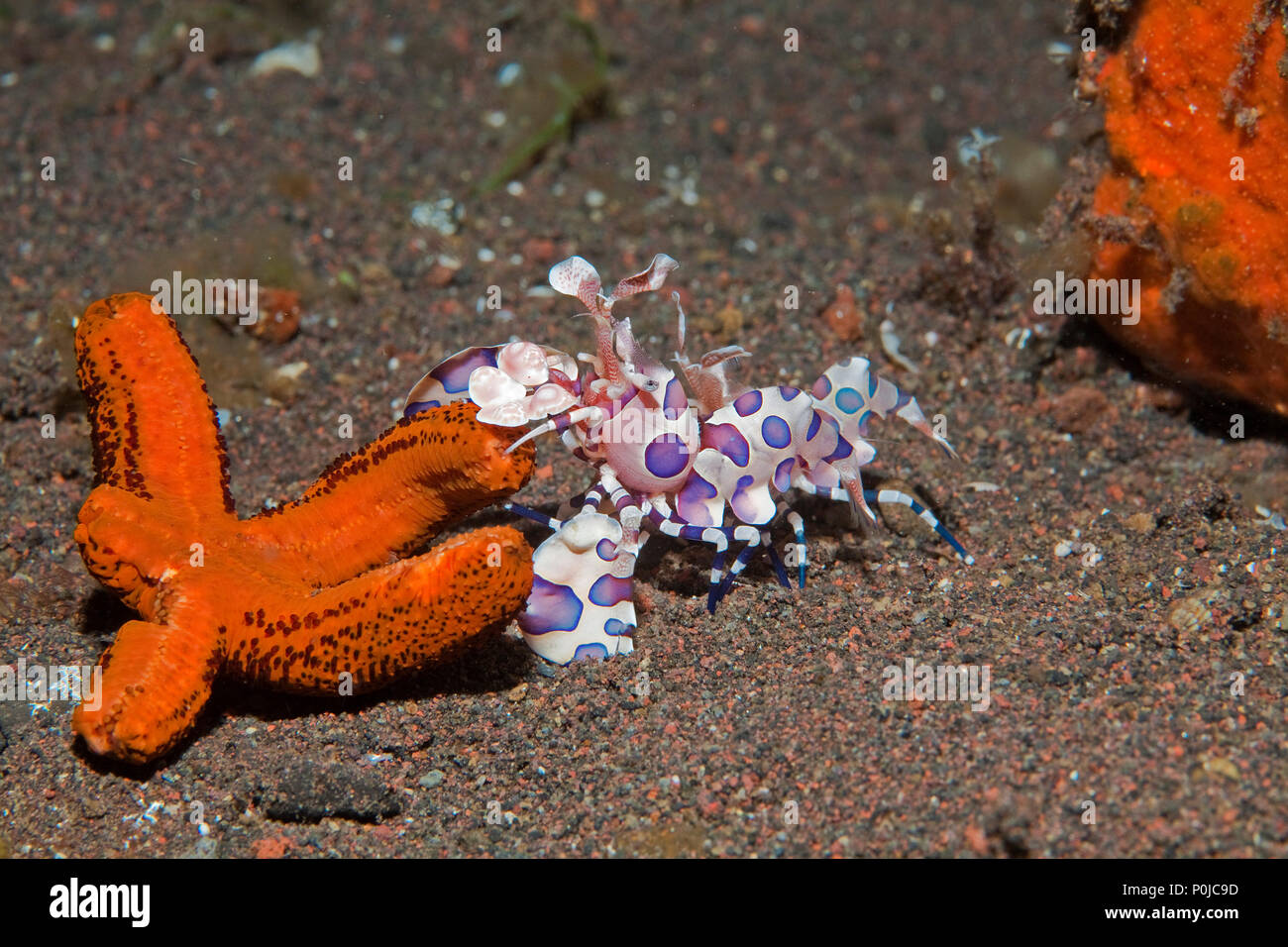 Crevette arlequin (Hymenocera elegans) se nourrissant de starfish, Bali, Indonésie Banque D'Images