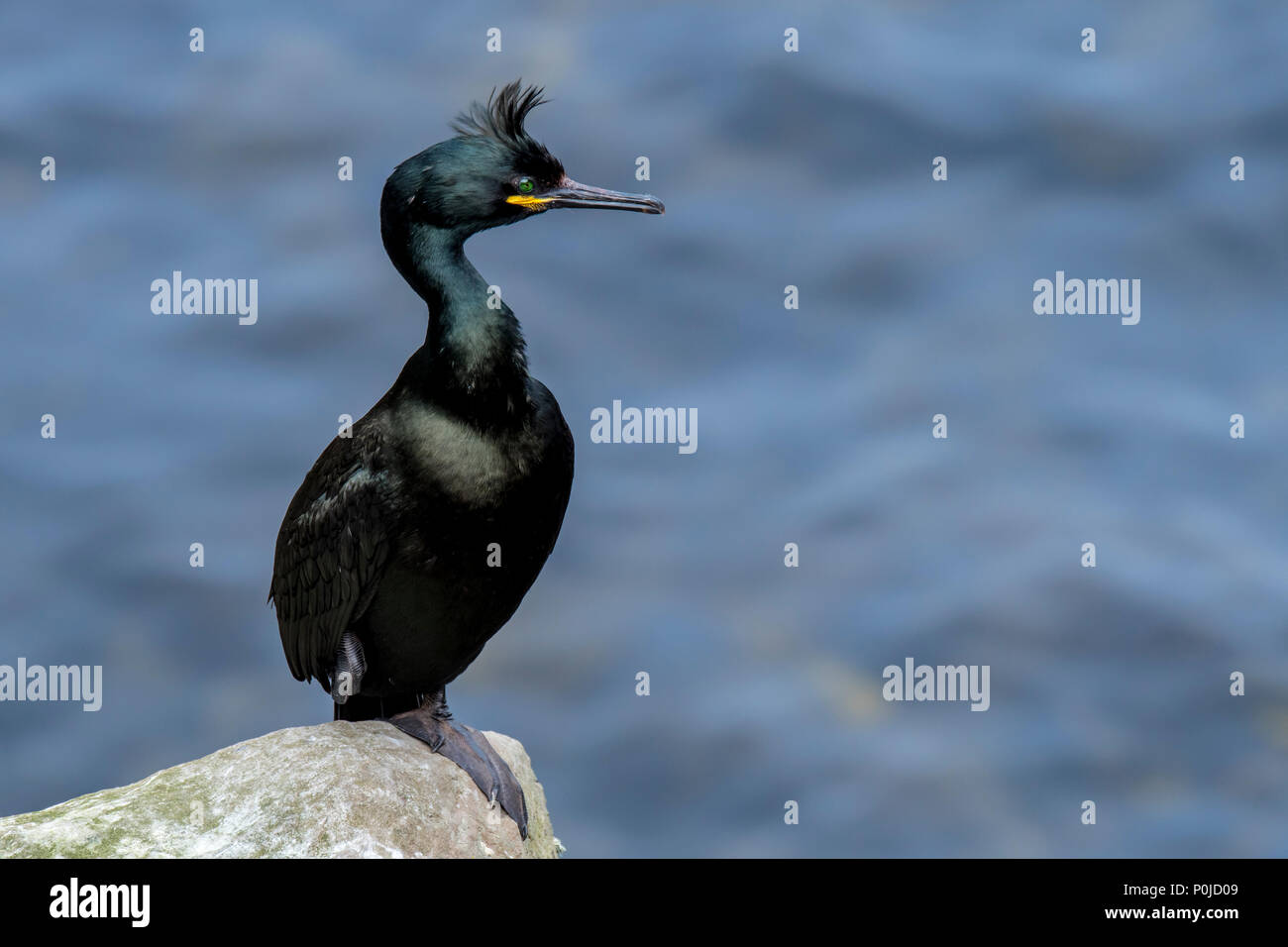 European shag shag / common (Phalacrocorax aristotelis) perché sur la falaise de roche au printemps, Shetland, Scotland, UK Banque D'Images