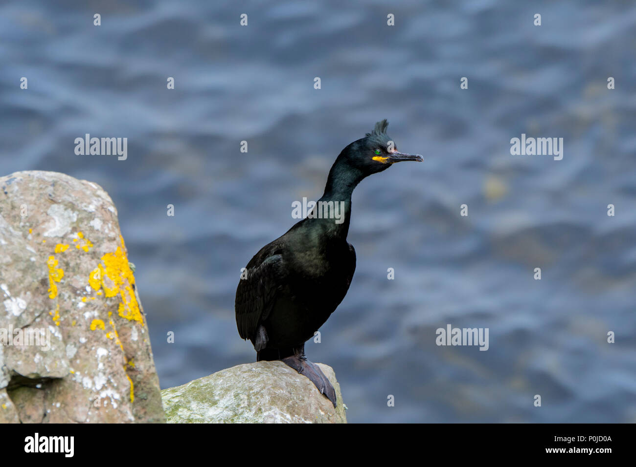 European shag shag / common (Phalacrocorax aristotelis) perché sur la falaise de roche au printemps, Shetland, Scotland, UK Banque D'Images