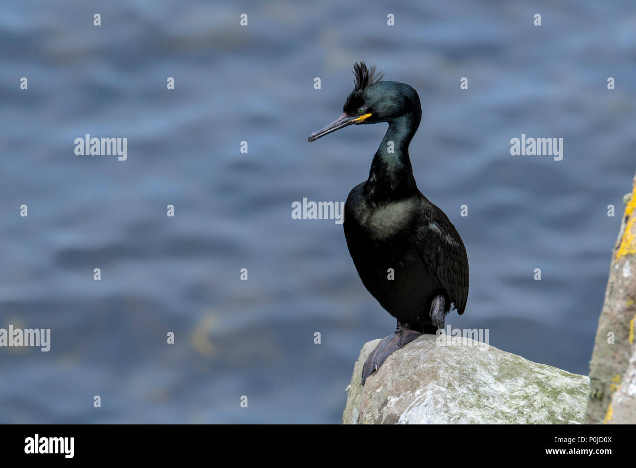 European shag shag / common (Phalacrocorax aristotelis) perché sur la falaise de roche au printemps, Shetland, Scotland, UK Banque D'Images