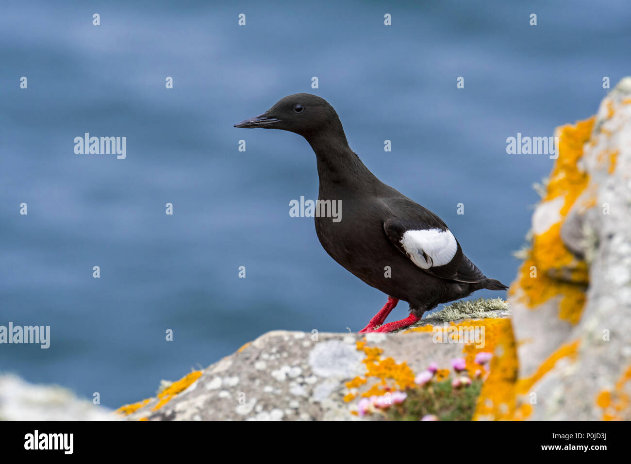 Le guillemot à miroir (Cepphus grylle) / tystie) reposant sur le roc ledge dans Sea Cliff, Shetland, Scotland, UK Banque D'Images