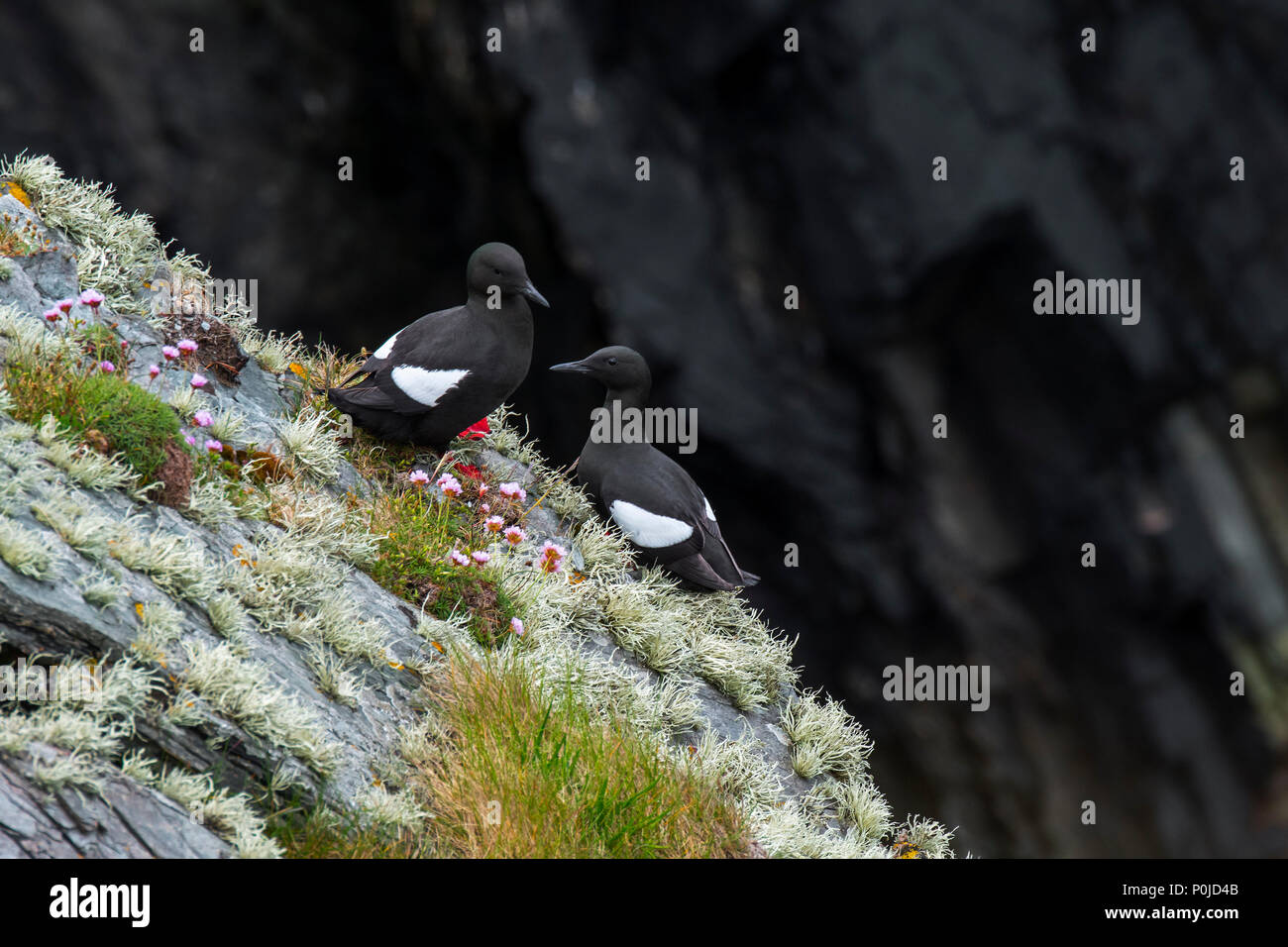 Deux guillemots / tysties (Cepphus grylle) reposant sur le roc ledge dans Sea Cliff, Shetland, Scotland, UK Banque D'Images