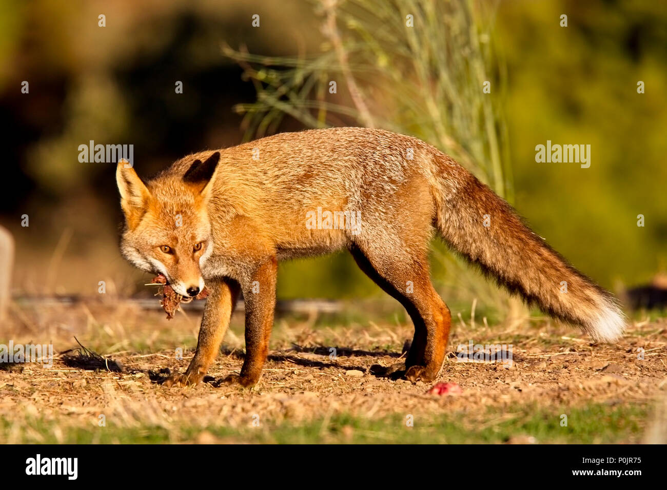 Le renard roux (Vulpes vulpes), faisant partie des proies, la Sierra Morena, Andalousie, espagne. Banque D'Images