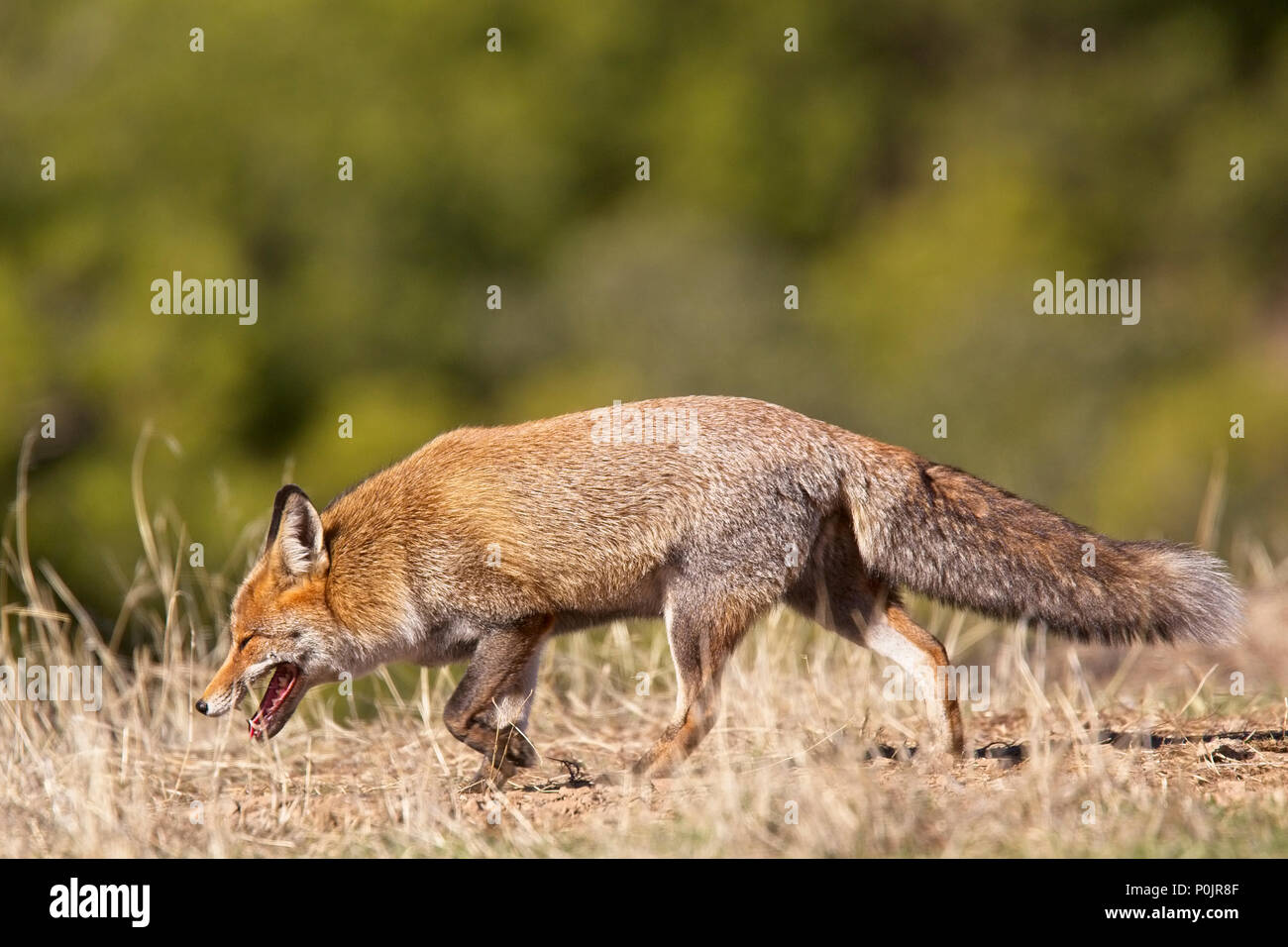 Le renard roux (Vulpes vulpes), de la Sierra Morena, Andalousie, espagne. Banque D'Images