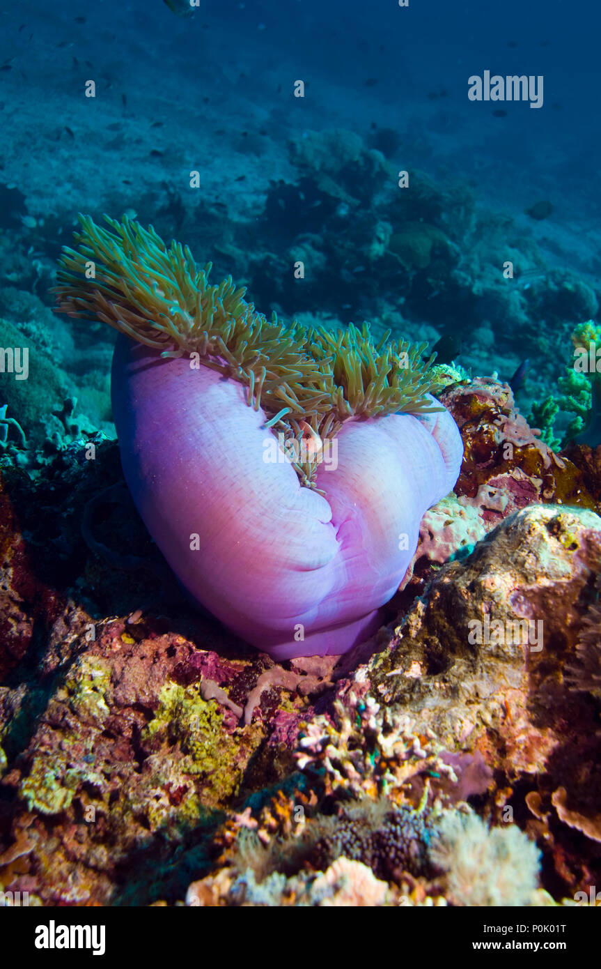 Poisson clown (Amphiprion perideraion rose) avec anemone. Bali, Indonésie. Banque D'Images
