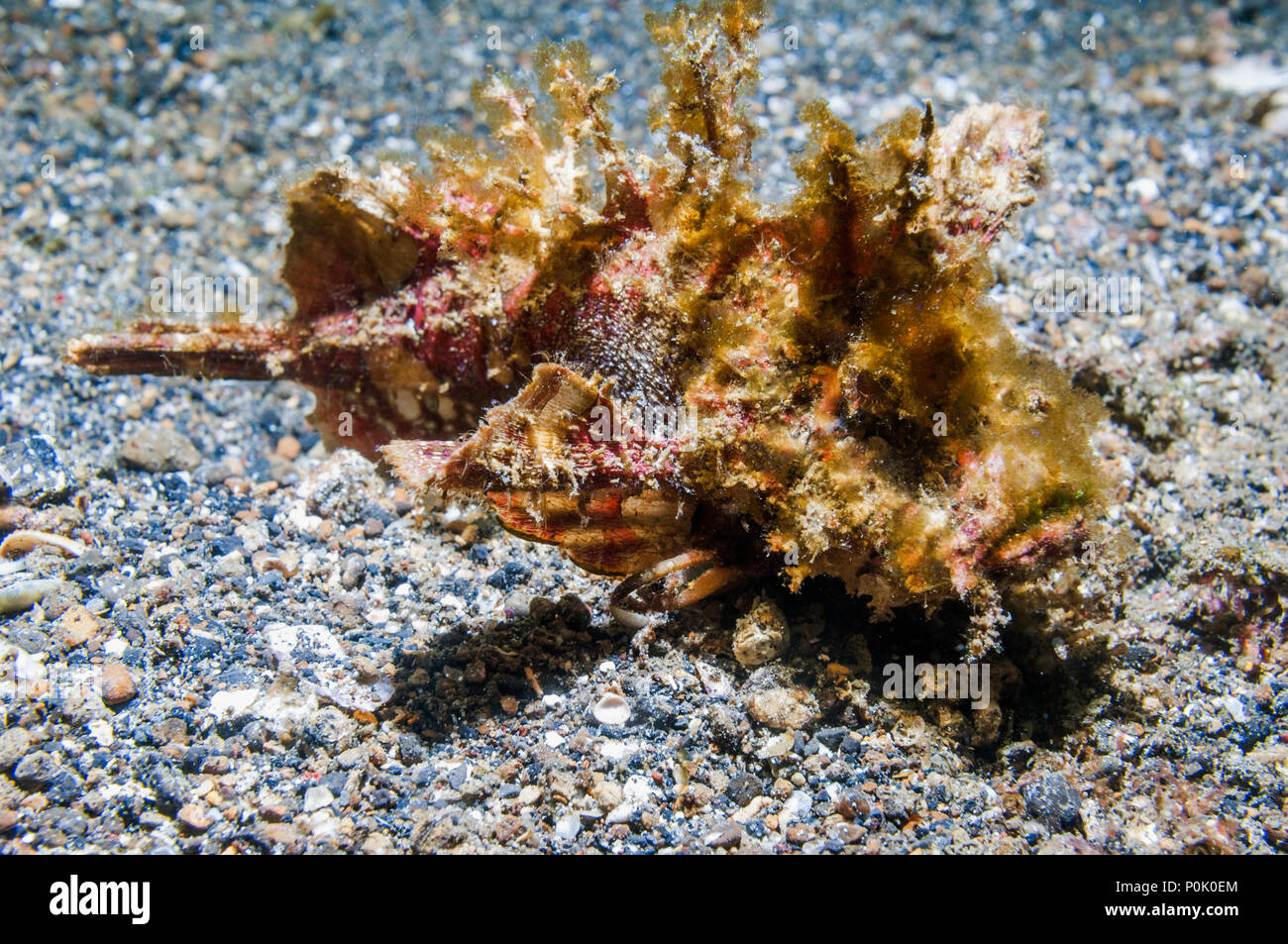 Les devilfish [Inimicus didactylus couverts de mauvaises herbes. , Lembeh Sulawesi, Indonésie. Banque D'Images