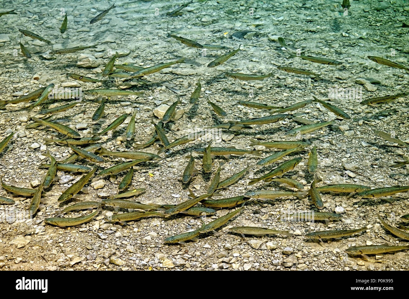 La truite en eau peu profonde Banque D'Images