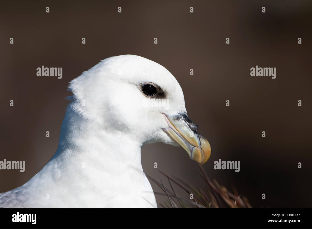 Close up of a Northern Fulmar (Fulmarus glacialis) reposant sur falaise, Dunnet Head, Caithness, Ecosse, Royaume-Uni Banque D'Images