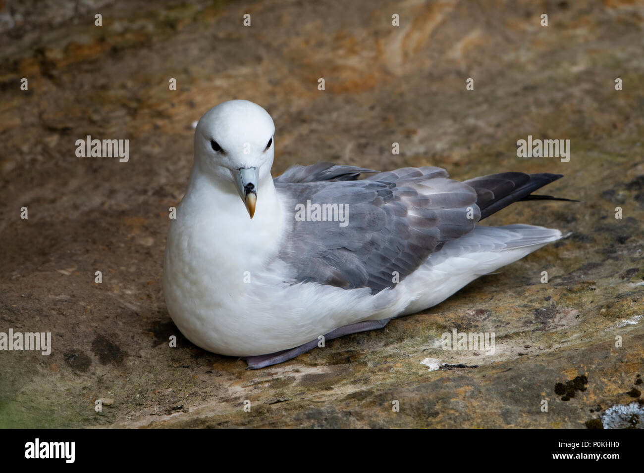 Close up of a Northern Fulmar (Fulmarus glacialis) reposant sur falaise, Dunnet Head, Caithness, Ecosse, Royaume-Uni Banque D'Images