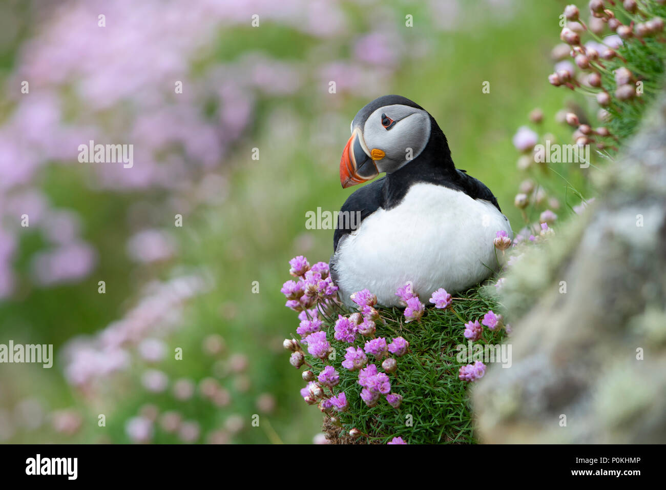 Macareux moine (Fratercula arctica), l'Atlantique, sur une falaise, entre l'épargne à Dunnet Head, Caithness, Highlands, Ecosse, Royaume-Uni Banque D'Images