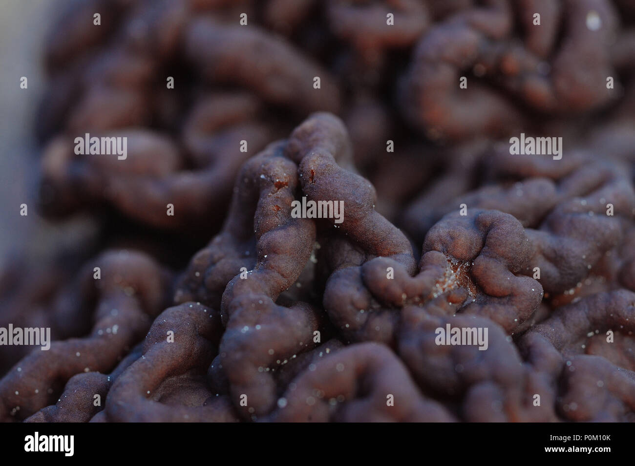 Close up of gyromitra mushroom surface sinueuse Banque D'Images