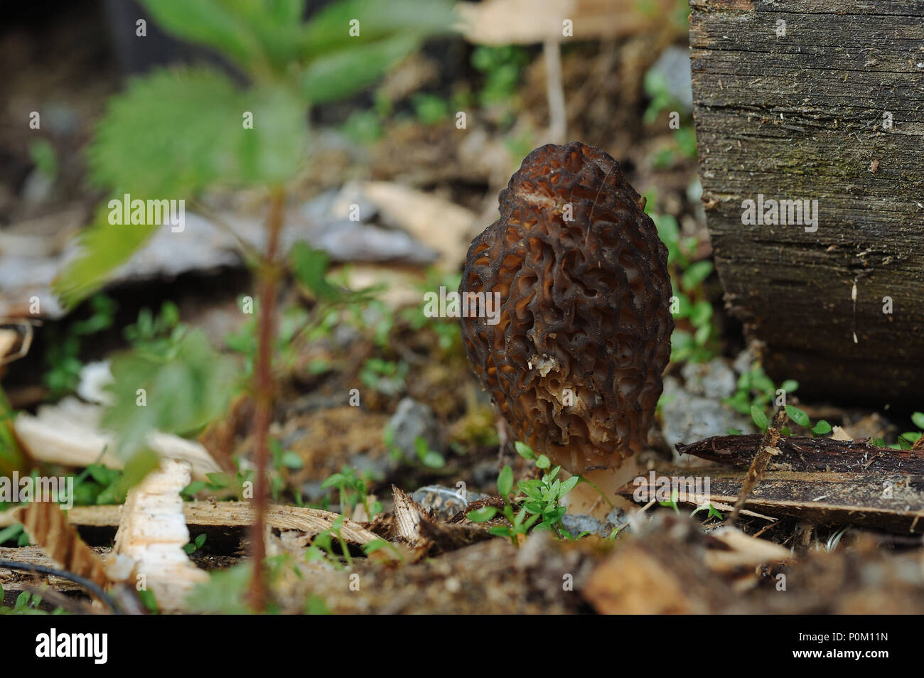 Close up de morchella champignon. Banque D'Images