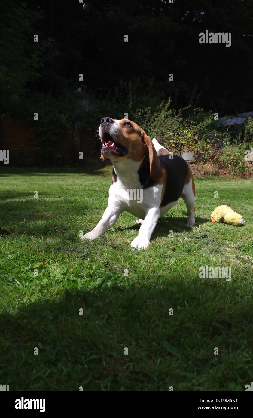 Aboiements Beagle dans jardin Banque D'Images