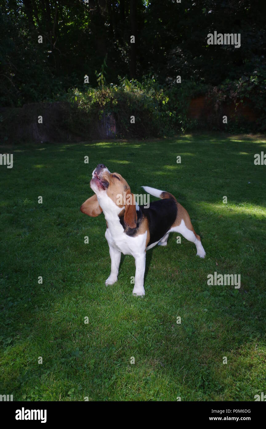 Aboiements Beagle dans jardin Banque D'Images