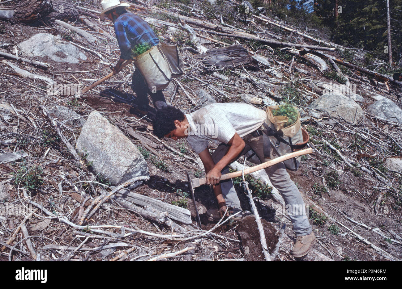 Projet de reboisement, les travailleurs de terrain en utilisant hoedad, la plantation de 1 ans 'pin de Jeffrey Pinus jeffreyi' & 'Douglas Pseudotsuga menziesii' plants. Banque D'Images