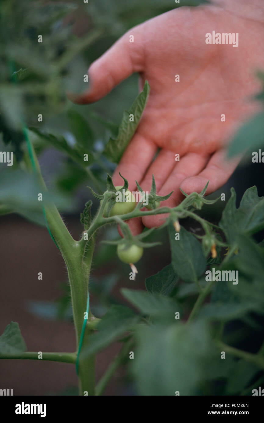 L'homme dans les émissions de travailler avec seringue sur tomate OGM Banque D'Images