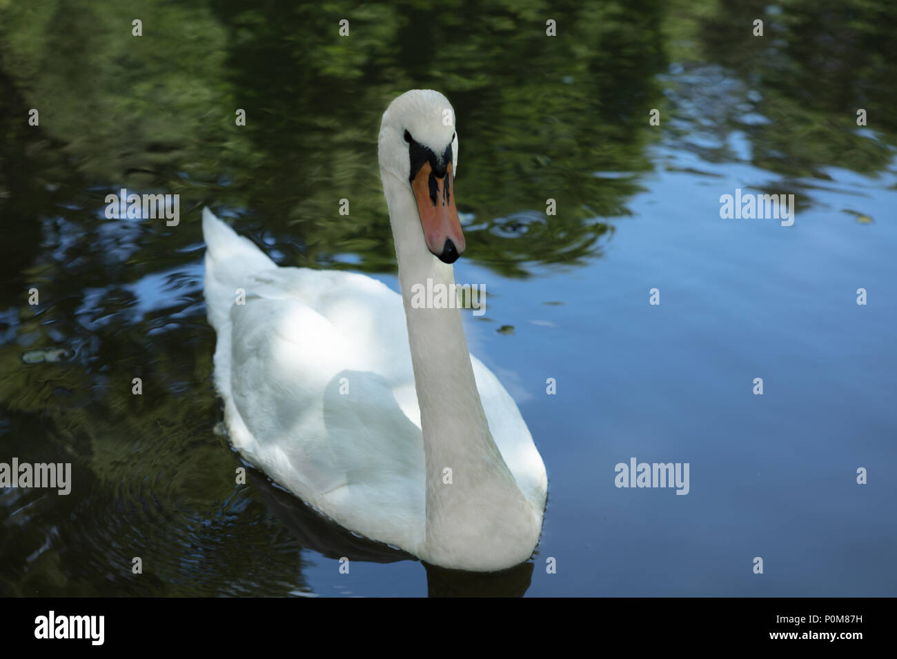 Curieux cygne Muet est à la recherche à l'appareil alors que la baignade dans le lac, parc de pays d'Atatürk, Istanbul, Turquie Banque D'Images