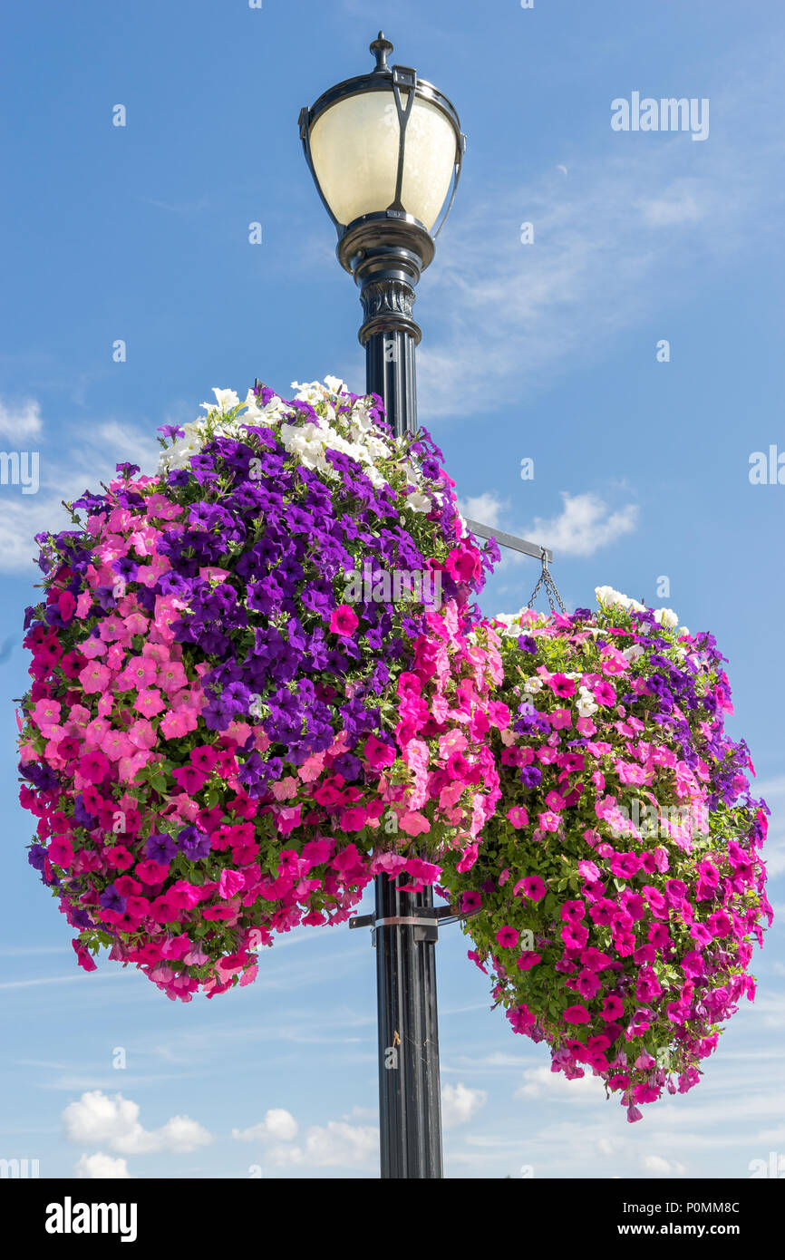 Jusqu'à l'été à des paniers de fleurs suspendu à un lampadaire dans le centre-ville d'Austin, au Minnesota Banque D'Images