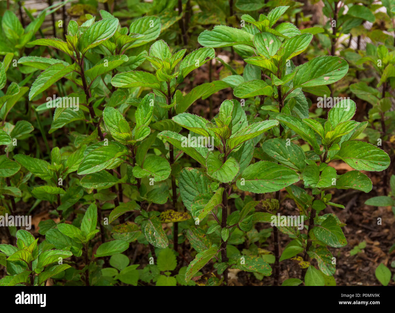 Plante de menthe poivrée, menthe poivrée, Nom commun Nom scientifique Mentha piperita L. Banque D'Images